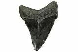 Serrated, Fossil Chubutensis Tooth - Megalodon Ancestor #368681-1
